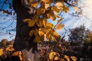 Herbstbaum2016 2